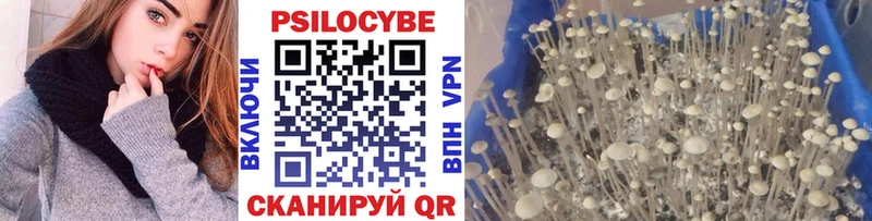 Псилоцибиновые грибы Cubensis Купить Тырныауз